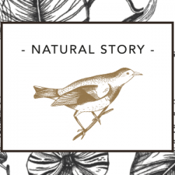 Natural Story kerstpakketten